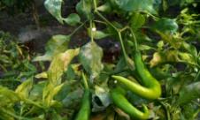 Făinarea ardeiului Făinarea ardeiului